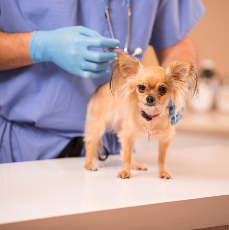 Aplicação de Vacina Antirrábica Animal Jardim Mosteiro - Vacina Importada para Cachorro