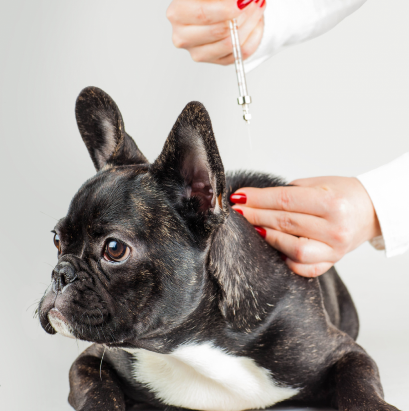 Aplicação de Vacina para Animal Tambaú - Vacinas Essenciais para Cães