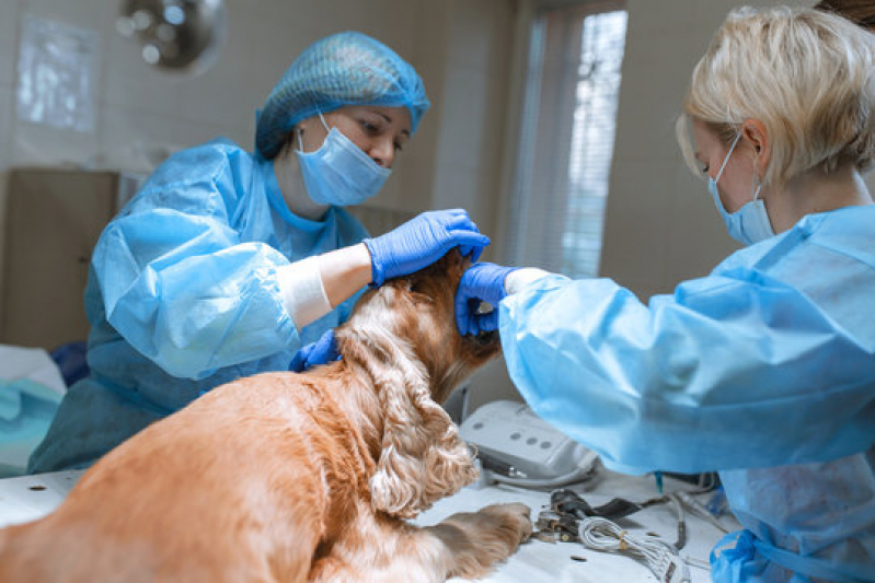Cirurgia de Emergência para Animais Condomínio Quinta da Boa Vista - Cirurgia Ortopédica Veterinária