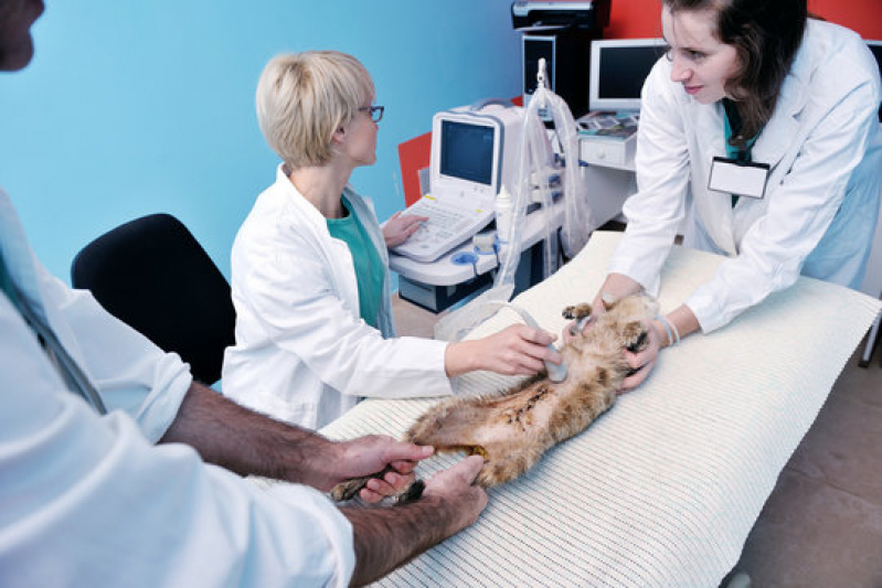 Cirurgia de Gatos Agendar Sertãozinho - Cirurgia para Cachorros de Pequeno Porte