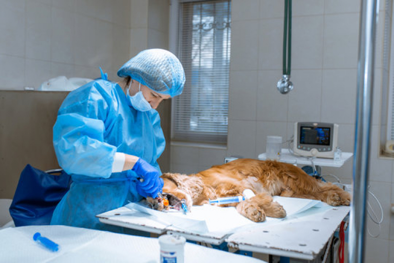 Cirurgia de Gatos Marcar Jardim América - Cirurgia de Tecidos Moles em Pequenos Animais