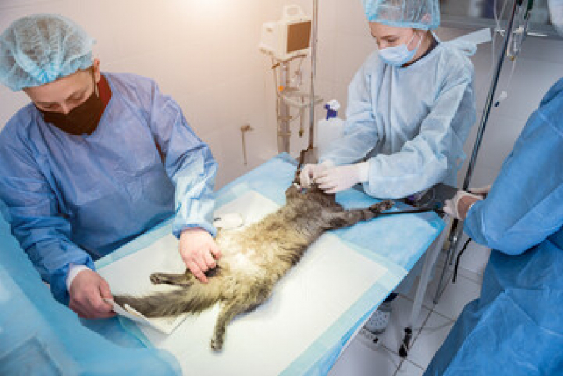 Cirurgia de Gatos Vila Seixas - Cirurgia de Emergência para Animais