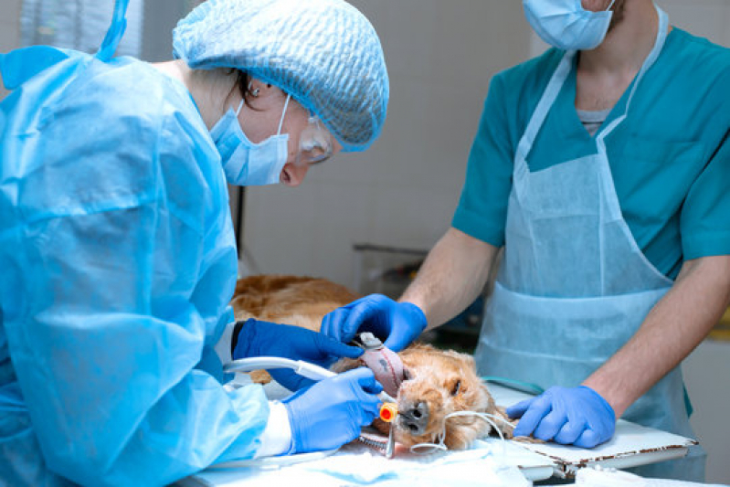 Cirurgia de Tecidos Moles em Pequenos Animais Marcar Higienópolis - Cirurgia em Pequenos Animais