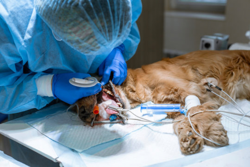 Cirurgia em Pequenos Animais Marcar Jardinópolis - Cirurgia de Emergência para Animais