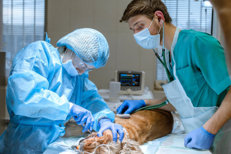 Cirurgia em Pequenos Animais Pontal - Cirurgia Ortopédica para Cachorro