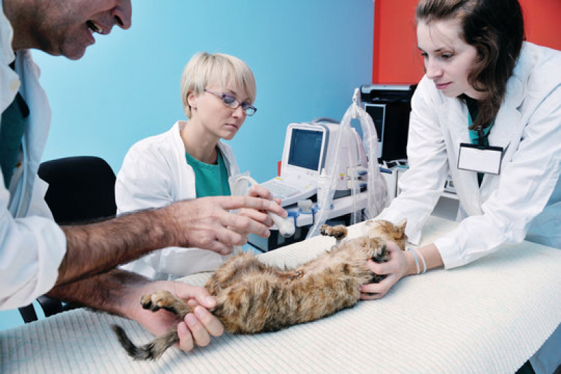 Cirurgia Odontológica Veterinária Agendar Vila Santa Terezinha - Cirurgia para Animais