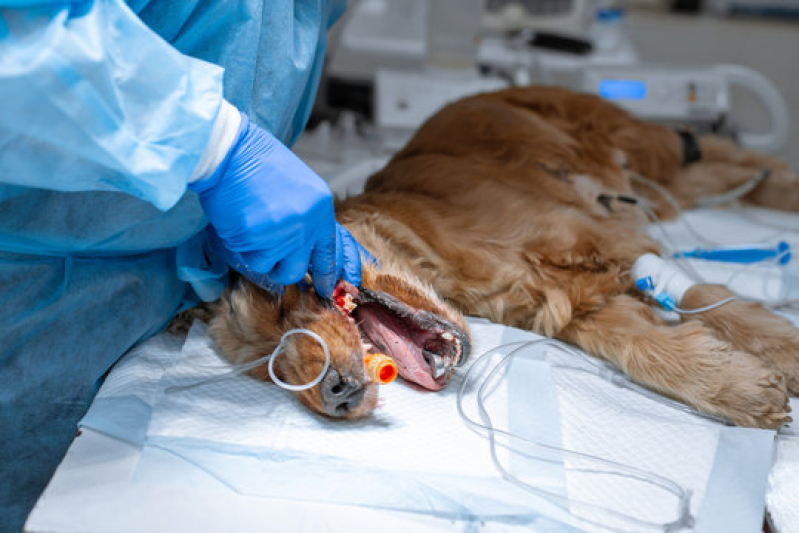 Cirurgia Oftálmica Veterinária Marcar Leblon - Cirurgia em Pequenos Animais