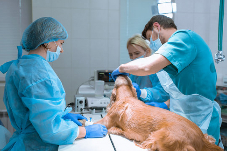 Cirurgia Oftálmica Veterinária Distrito de Bonfim Paulista - Cirurgia Ortopédica para Cachorro