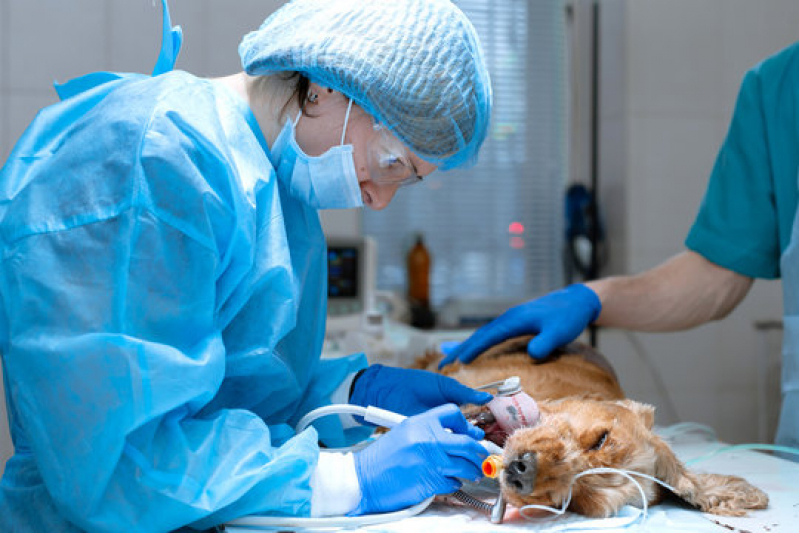 Cirurgia Ortopédica para Cachorro Agendar Bebedouro - Cirurgia de Emergência para Animais