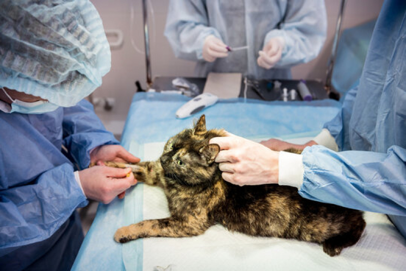 Cirurgia Ortopédica Veterinária Agendar Vivendas da Mata - Cirurgia Ortopédica para Cachorro