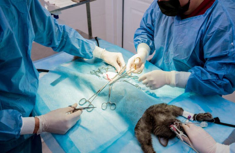 Cirurgia Ortopédica Veterinária Marcar Alphaville - Cirurgia de Gatos