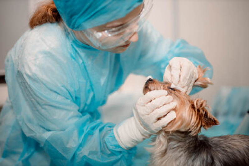 Cirurgia para Animais Marcar Jardim Juliana - Cirurgia Ortopédica Veterinária