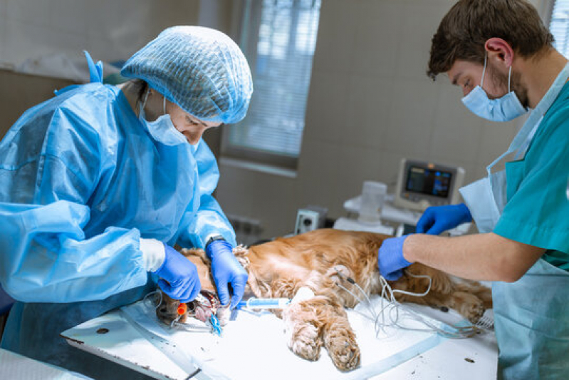 Cirurgia para Cachorros de Pequeno Porte Jardim José Roberto Téo - Cirurgia de Tecidos Moles em Pequenos Animais