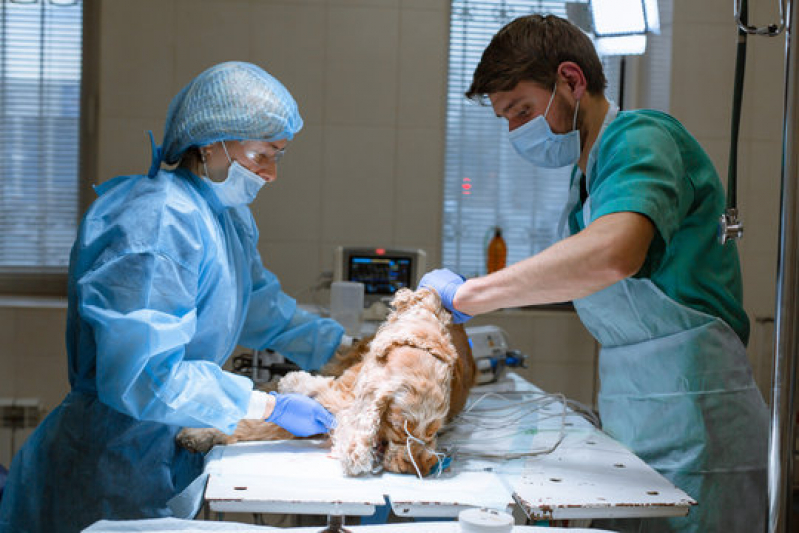 Cirurgia Ruptura Ligamento Cruzado Cães Agendar Jardim Botânico - Cirurgia Oftálmica Veterinária