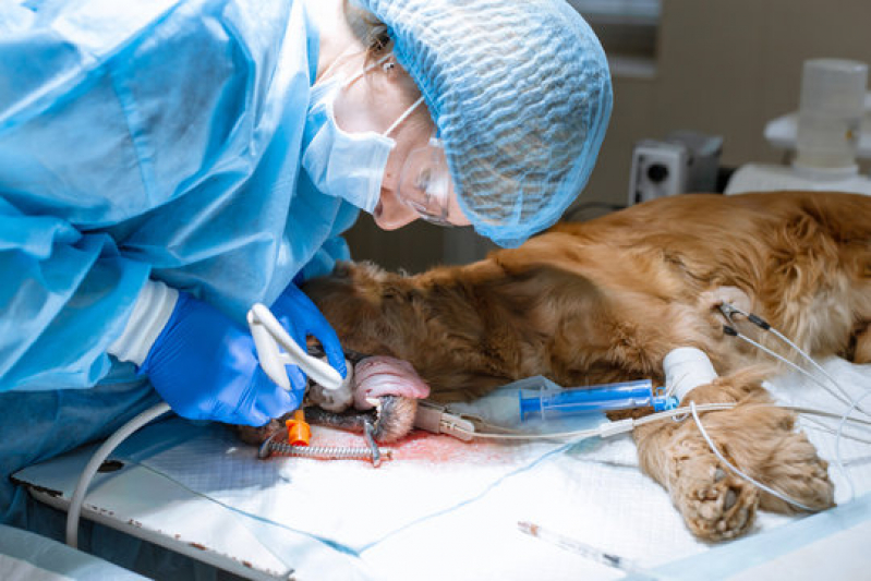 Cirurgia Ruptura Ligamento Cruzado Cães Marcar Serra Azul - Cirurgia de Tecidos Moles em Pequenos Animais