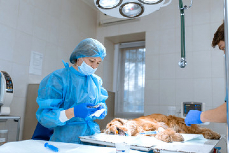 Cirurgia Ruptura Ligamento Cruzado Cães Santo Antônio da Alegria - Cirurgia de Emergência para Animais