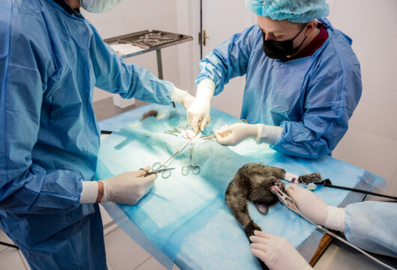 Clínica Especializada em Cirurgia Ortopédica Veterinária São Simão - Cirurgia de Tecidos Moles em Pequenos Animais