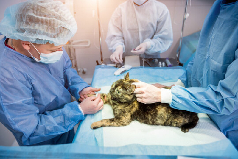 Clínica Especializada em Cirurgia para Cachorros de Pequeno Porte Jardim Alvorada - Cirurgia de Gatos