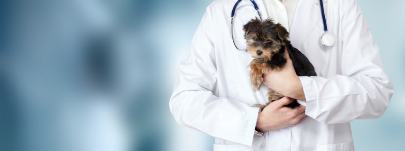 Clínica para Internação Cachorro Alto da Boa Vista - Internação para Pet