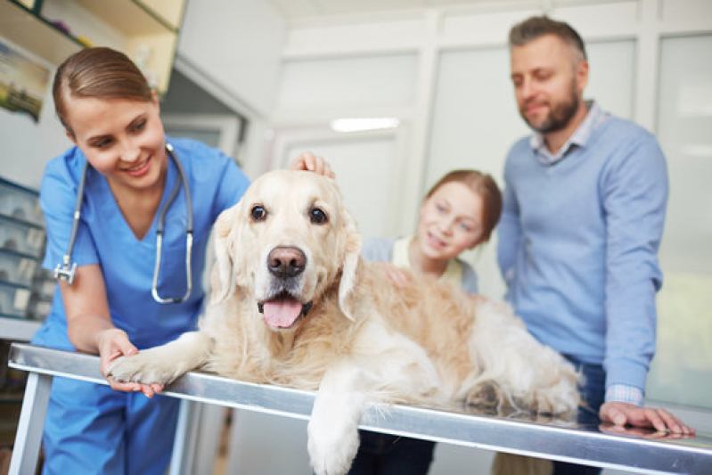 Clínica para Internação para Cachorros José Sampaio - Internação para Animais