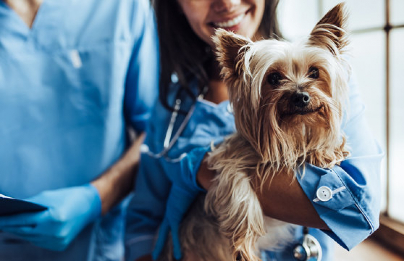 Clínica para Internação para Cães e Gatos Batatais - Internação Veterinária 24 Horas