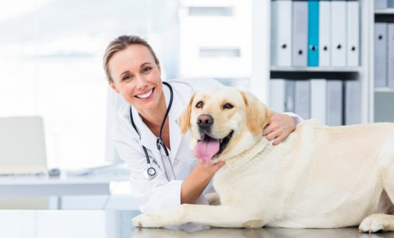 Clínica para Internação para Cães Vila Tamandaré - Internação Veterinária 24 Horas