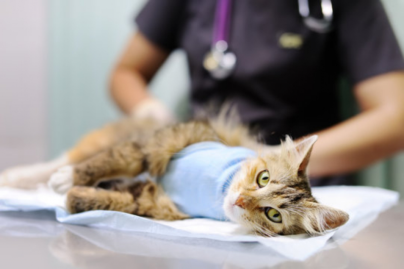 Clínica para Internação para Gatos Ituverava - Internação Veterinária 24 Horas