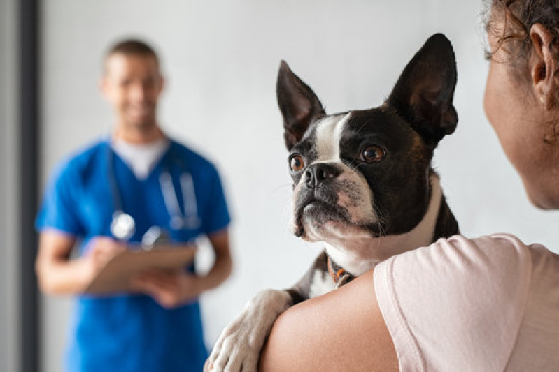 Clínica para Internação Veterinária 24 Horas Santa Rita do Passa Quatro - Internação para Cachorros