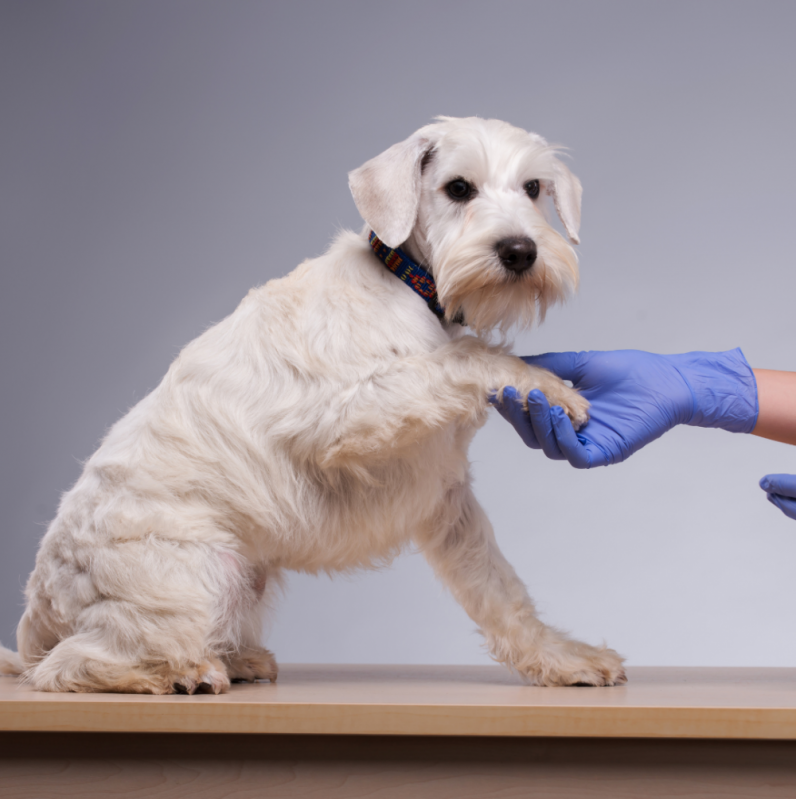 Clínica Que Faz Exame de Sangue em Animais Tambaú - Exames Laboratoriais Veterinários