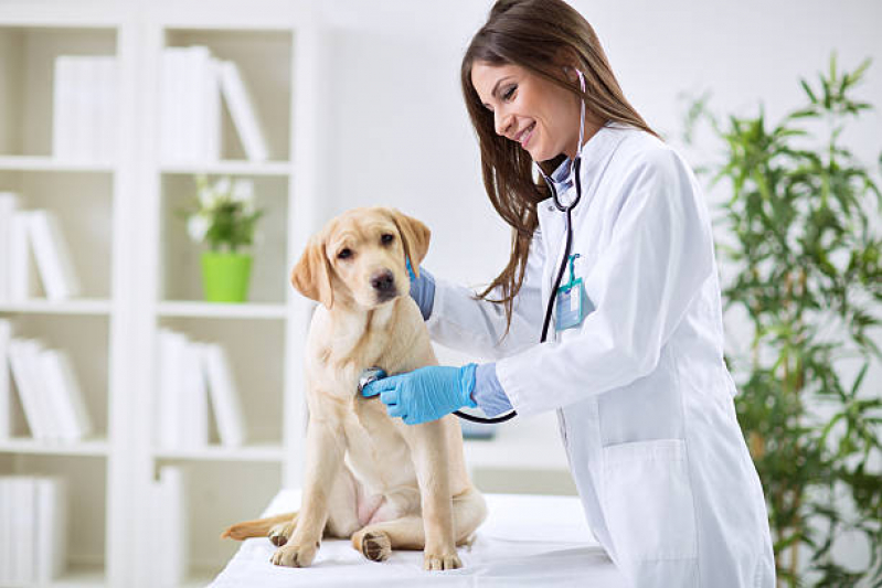 Clínica Veterinária Cães e Gatos Contato Alto da Boa Vista - Clínica Veterinária Animal