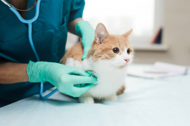 Clínica Veterinária de Cães e Gatos Cajuru - Clínica Veterinária Sumaré
