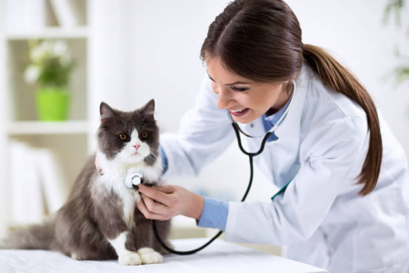 Clínica Veterinária para Gatos Contato Barra - Clínica Veterinária Animal