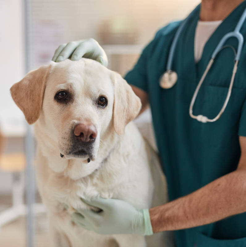 Consulta de Cachorro Marcar Guariba - Consulta Medico Veterinario