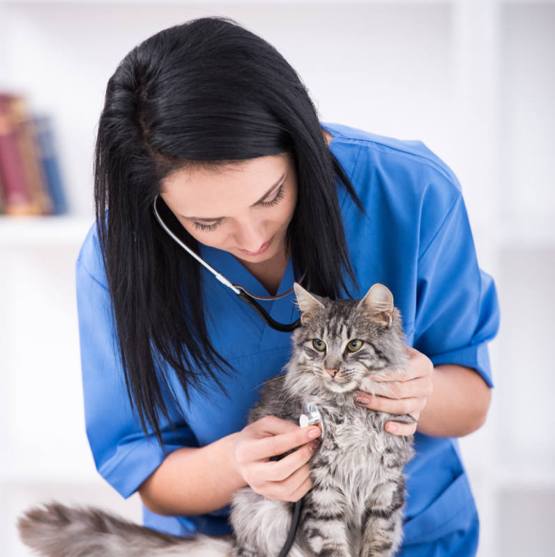 Consulta para Gatos Agendar Serra Azul - Consulta para Gatos