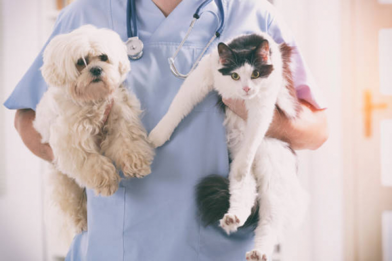 Endereço de Clínica Veterinária para Gatos Novo Horizonte - Clínica Veterinária Animal