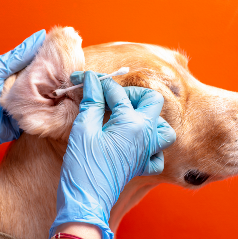 Exame de Citologia em Cães Agendar Jardim São Francisco - Exames Laboratoriais Veterinários