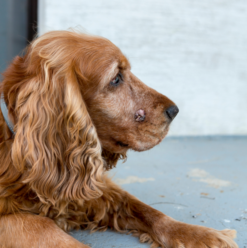 Exame de Citologia em Cães Marcar Barrinha - Exames Laboratoriais Veterinários