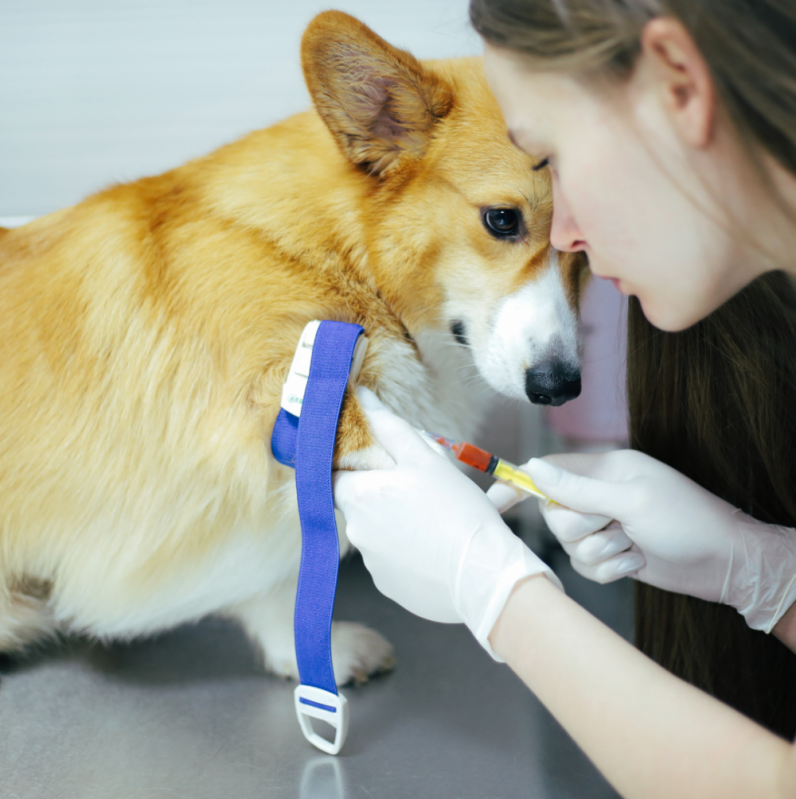 Exame de Sangue em Animais Agendar Boulevard - Exames Laboratoriais Veterinários