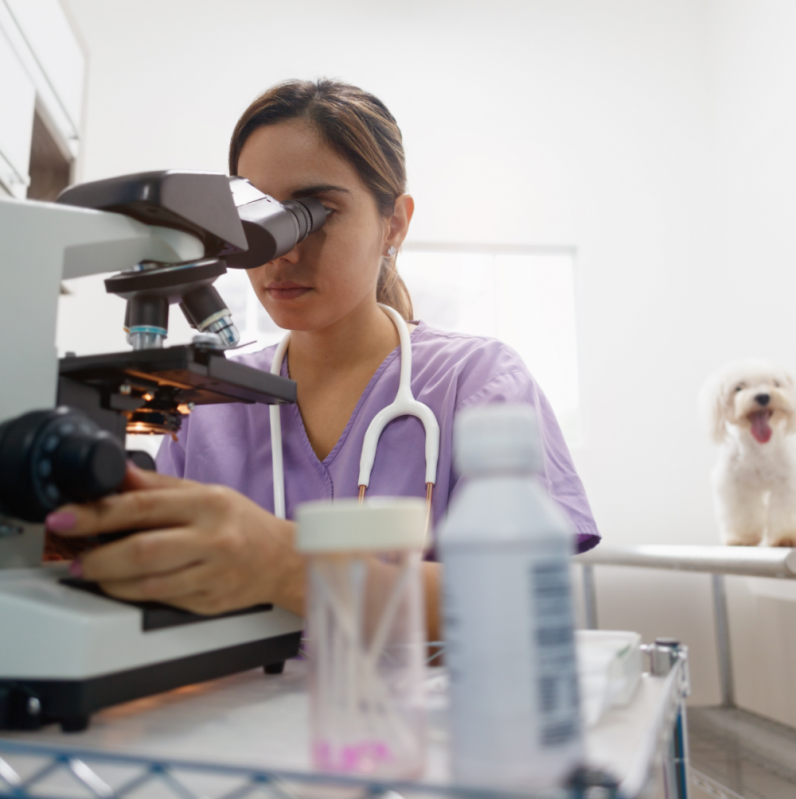 Exame de Sangue em Animais Marcar Vila Gertrudes - Exames Laboratoriais Veterinários