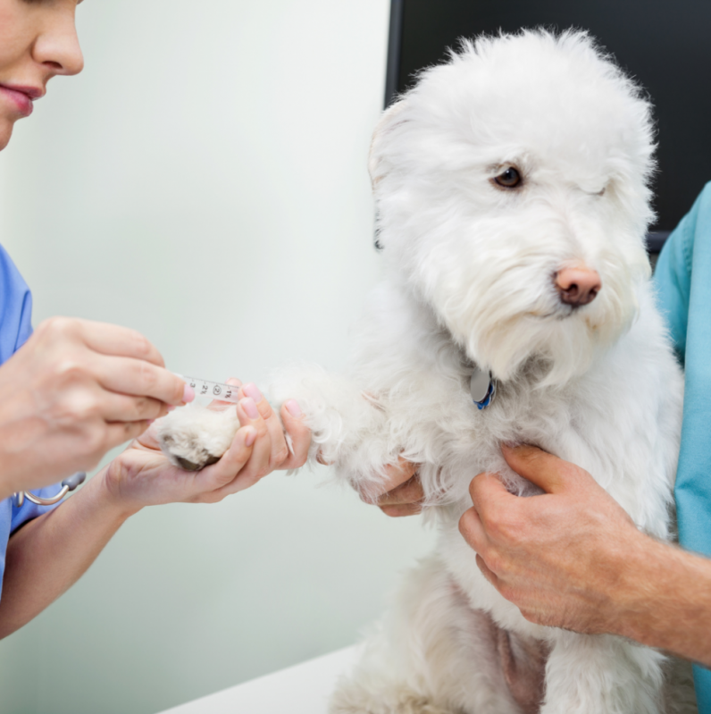 Exame de Sangue em Animais Barra - Exames Laboratoriais Veterinários