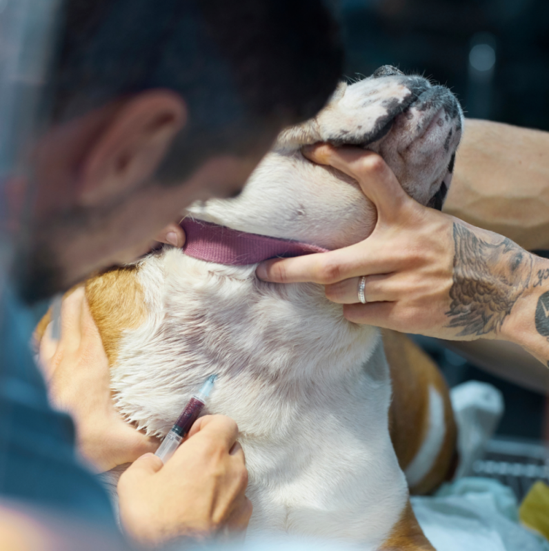Exames Laboratoriais Pet Marcar Orlândia - Exame de Sangue em Animais