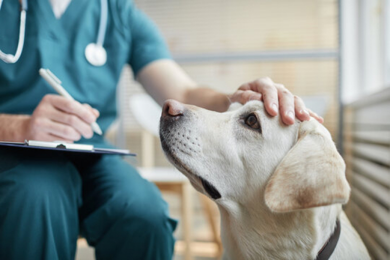 Internação 24 Horas para Animais Agendar Santa Rosa de Viterbo - Internação Veterinária 24 Horas