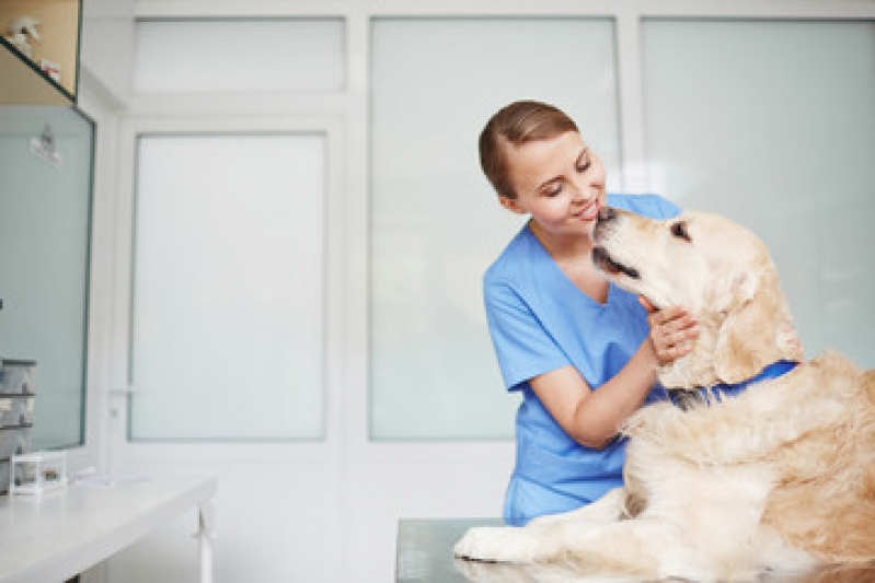 Internação 24 Horas para Animais Marcar Serrana - Internação para Cães