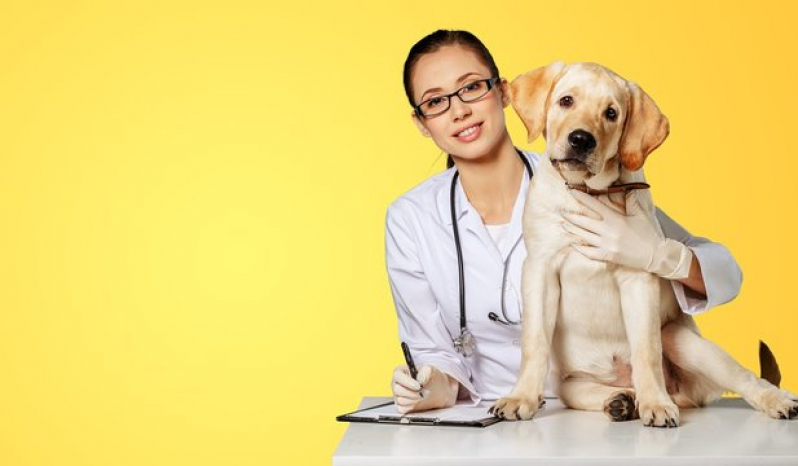 Internação para Animais de Estimação Agendar Sertãozinho - Internação Veterinária 24 Horas