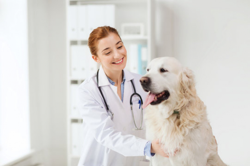 Internação para Cachorros Agendar Serrana - Internação Veterinária 24 Horas