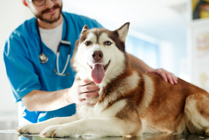 Internação para Cães e Gatos Marcar Novo Horizonte - Internação Veterinária 24 Horas
