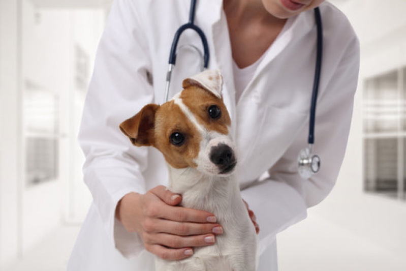 Internação para Cães e Gatos Jardim Alvorada - Internação Veterinária 24 Horas