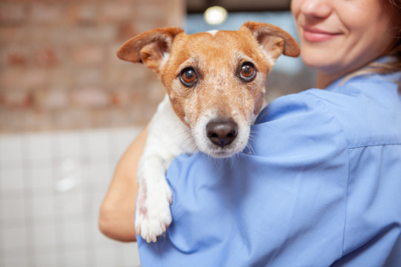 Internação para Cães Marcar Vila Augusta - Internação para Cães e Gatos