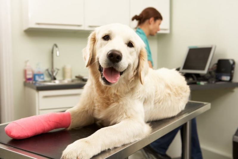 Internação para Cães Alto da Boa Vista - Internação Veterinária 24 Horas