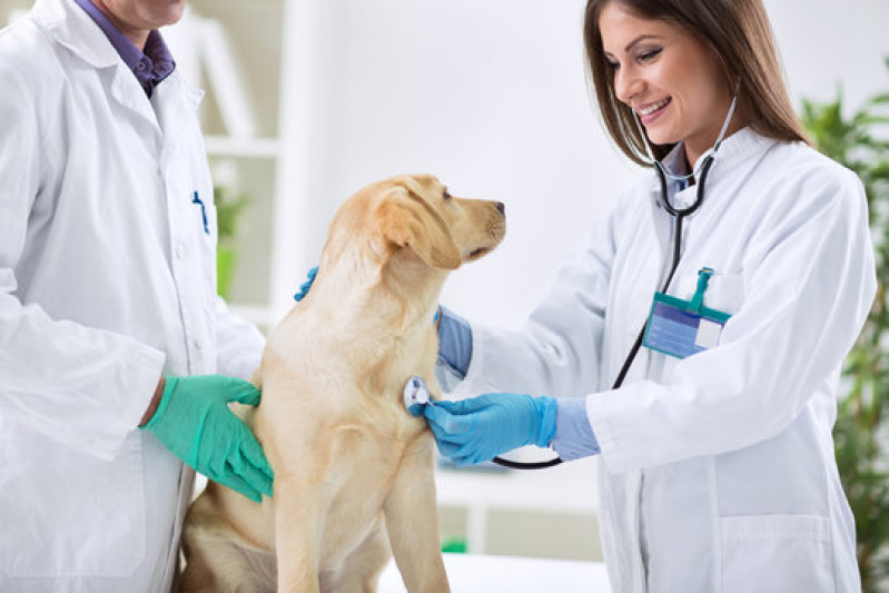 Internação para Pet Marcar Santa Rita do Passa Quatro - Internação para Cães e Gatos